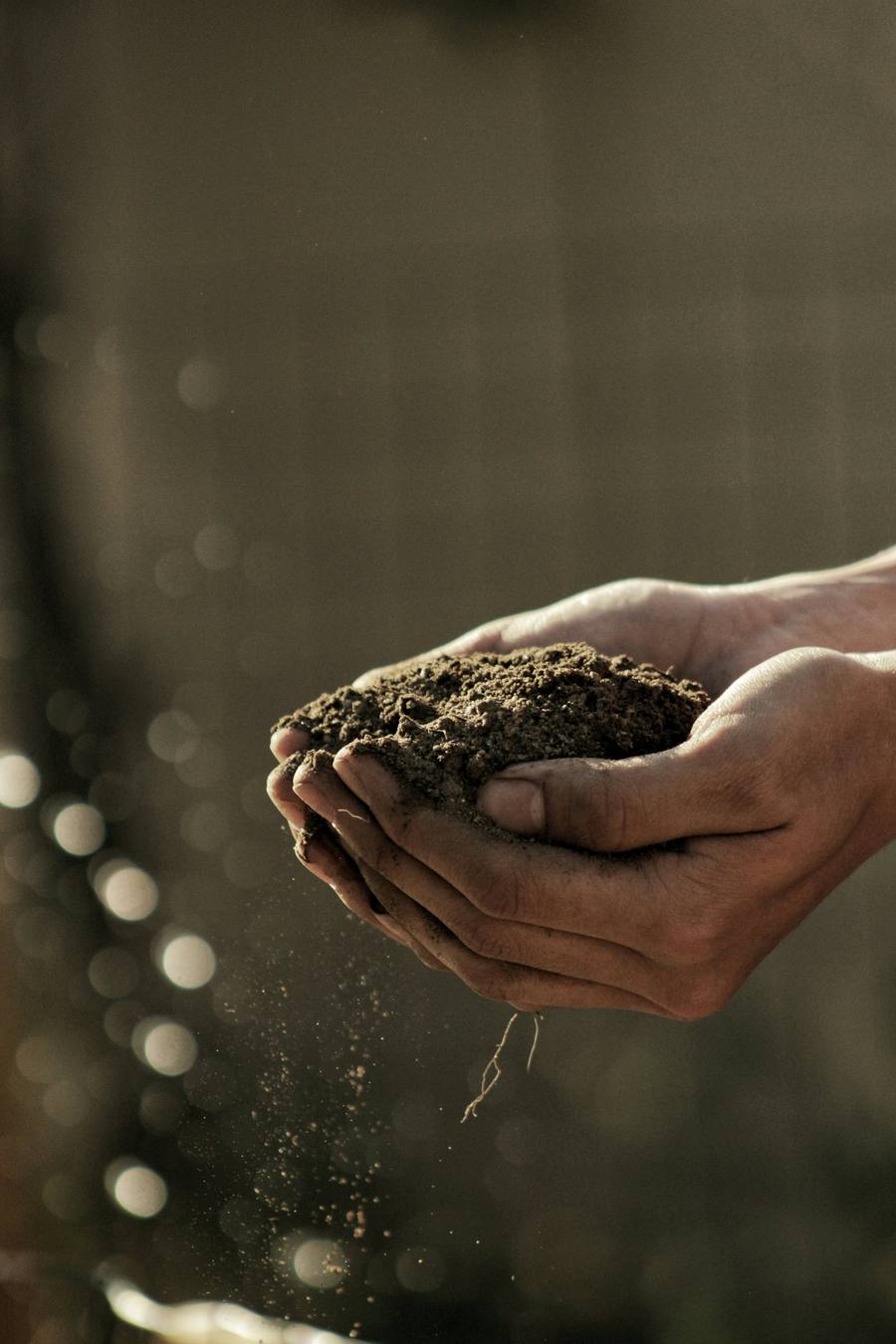 Mains tenant du compost