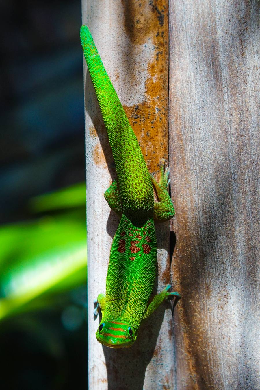 Gecko vert sur un tronc